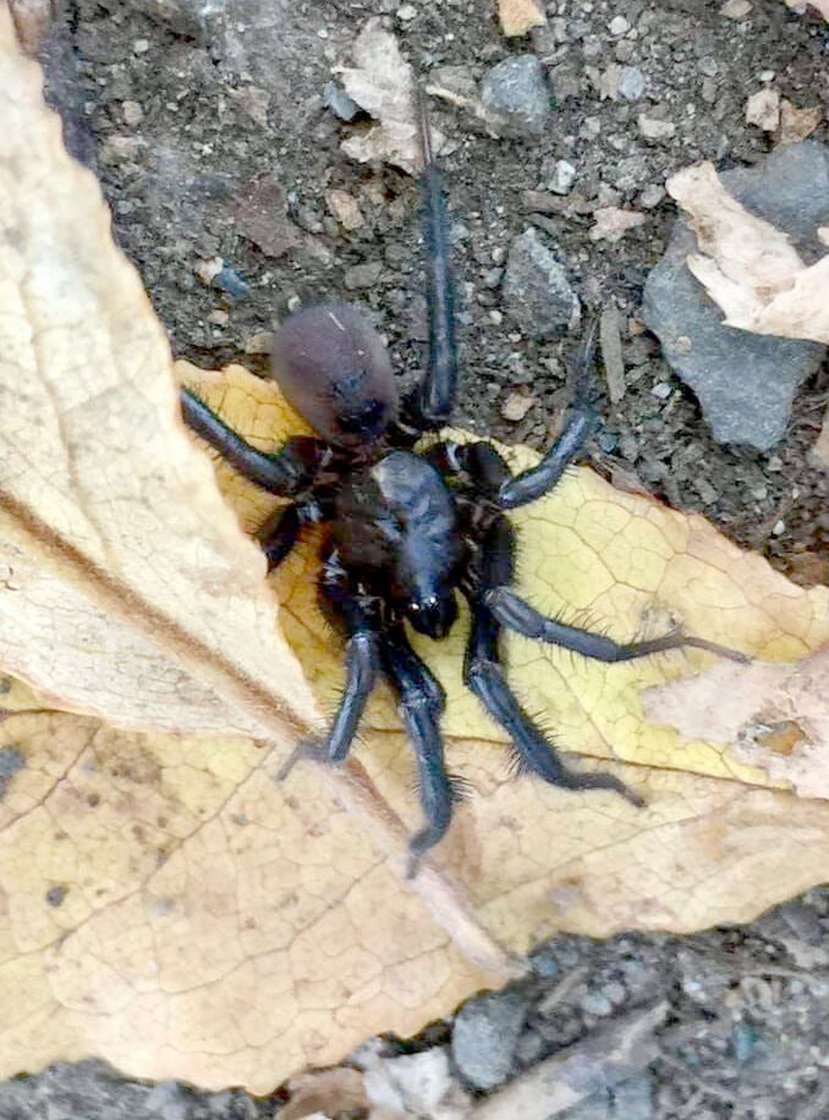 What are these 'trapdoor spiders' spotted around San Diego?