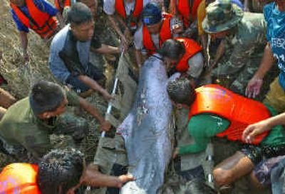 
Thai workers and soldiers place an Indo-Pacific humpback dolphin in a sling after its capture from a lagoon in Khao Lak in southern Thailand on Wednesday where it had been stranded by the tsunami. They returned it to the sea. 
 (Associated Press / The Spokesman-Review)