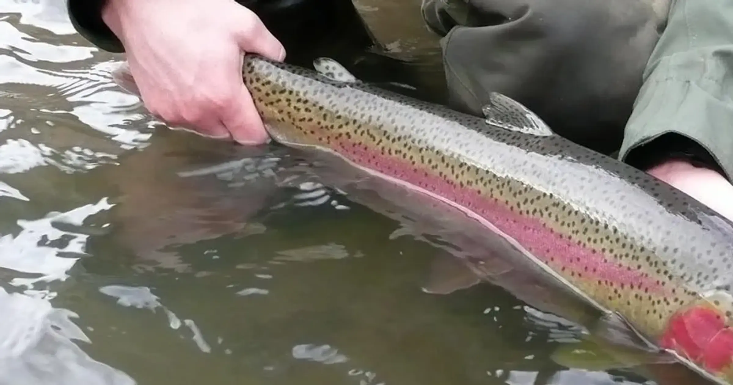 Low return prompts steelhead conservation, broodstock collection measures