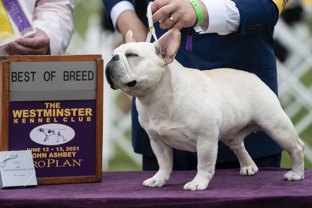 Mathew, a French bulldog, wins the top prize in his breed group at the 145th Annual Westminster Kennel Club Dog Show, Saturday, June 12, 2021, in Tarrytown, N.Y.  (John Minchillo)