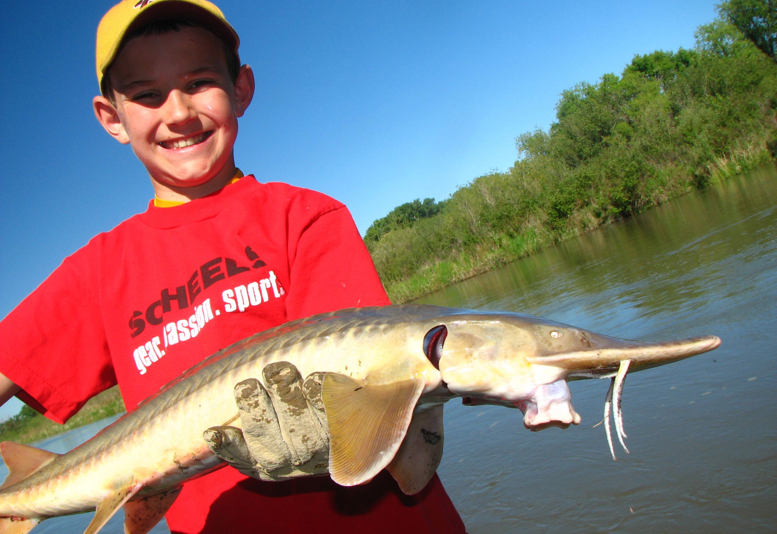 Lake Sturgeon and Shovel-Nose Sturgeon Art Print