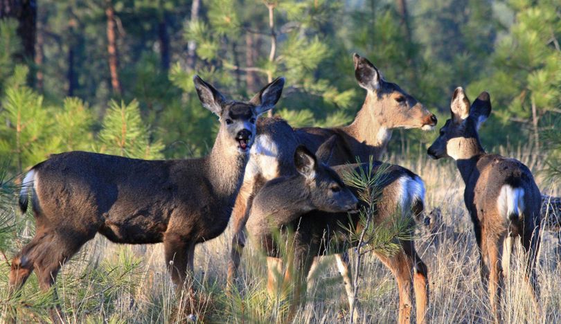 Muling about: Mule deer, distinguishable from whitetail with their grayish- brown fur and substantially smaller tails, gather at Riverside State Park.