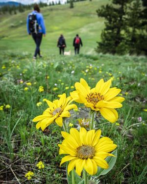 Hikers walk past wildflowers at Fields Spring State Park south of Anatone, Washington. (Pam Rogers)