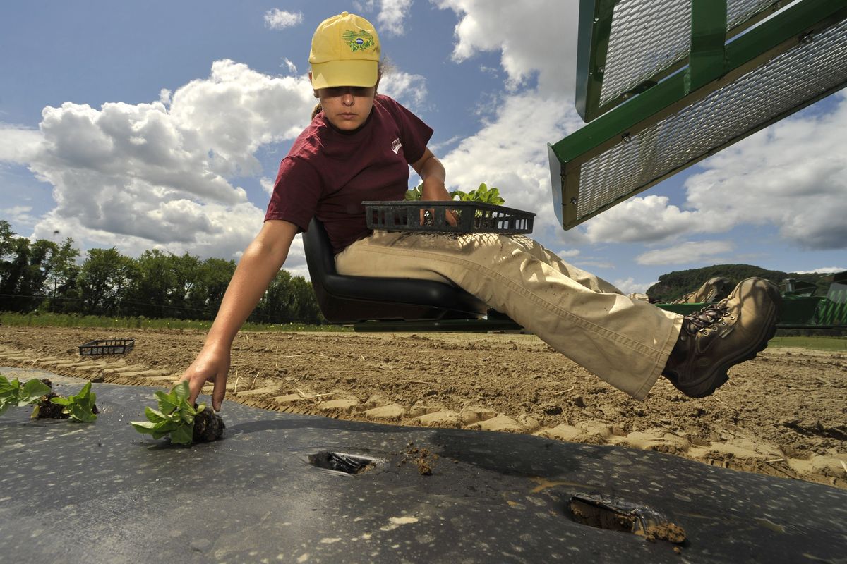 Celina Fernandes of Brazil plants maxixe on a transplanter at the University of Massachusetts’ Agronomy Farm in South Deerfield, Mass.  (Associated Press)