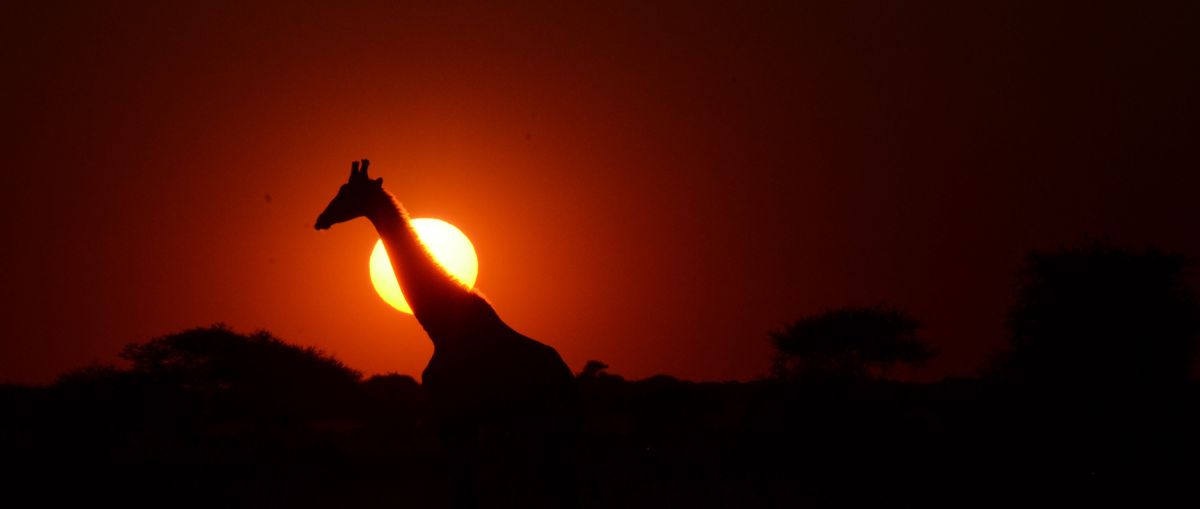 A giraffe, around 18 feet tall, strolls toward a waterhole at sunset.  (Rich Landers/For The Spokesman-Review)