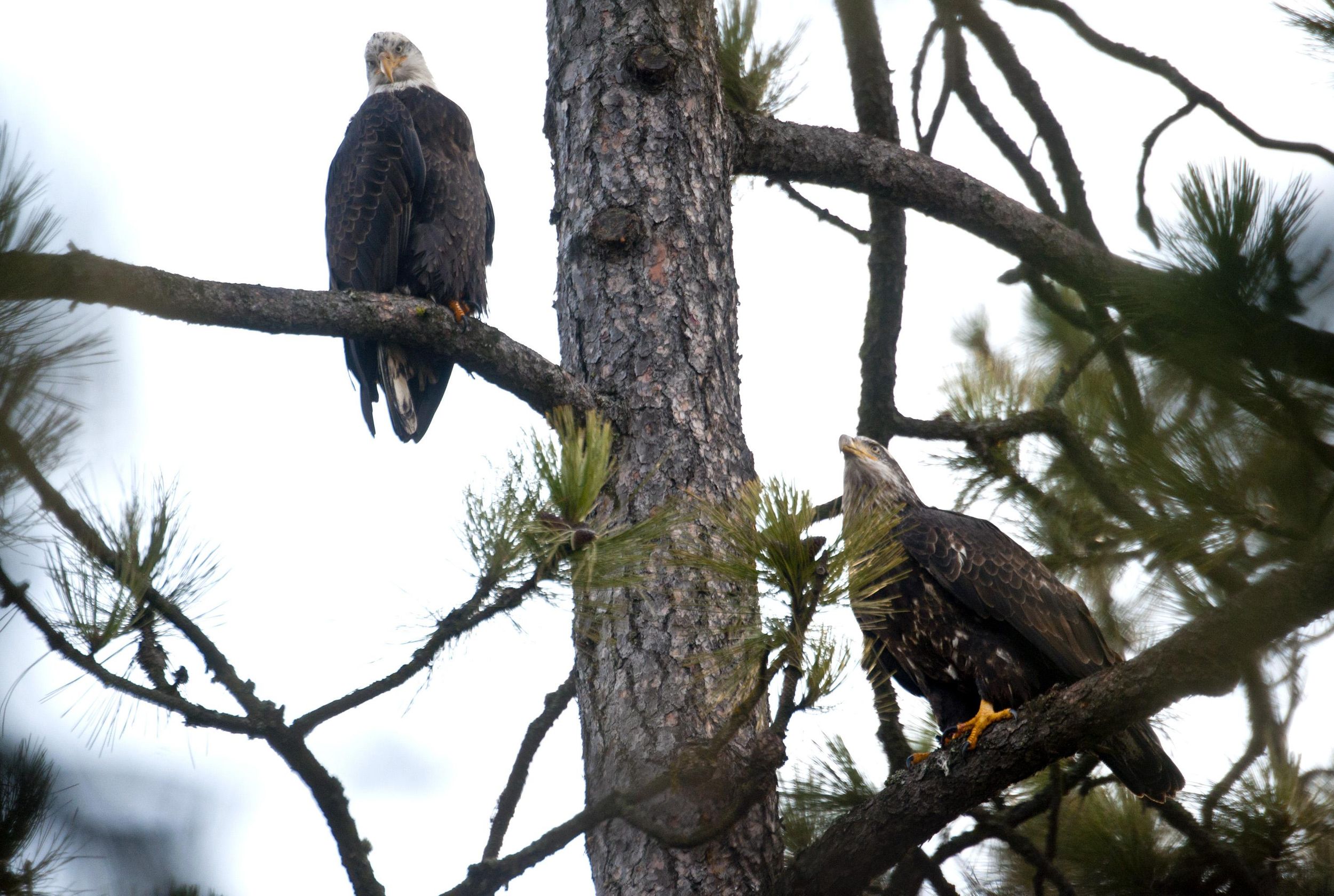 Bald eagles return to Lake Coeur d’Alene The SpokesmanReview
