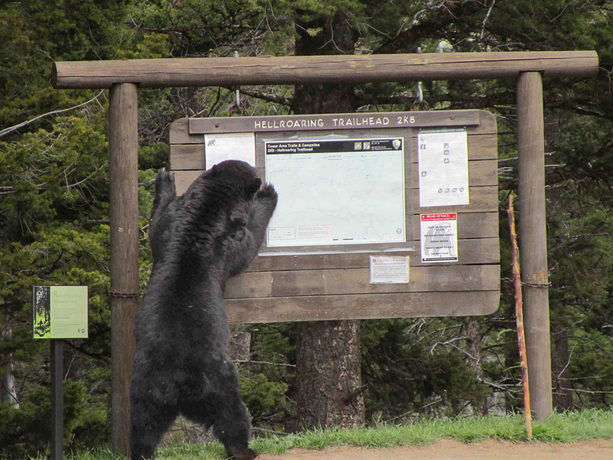 What bears do in June - BearWise