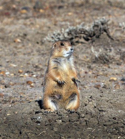 A prairie dog stands guard on a large prairie dog town in the C.M. Russell National Wildlife Refuge about 80 miles north of Lewistown, Mont. (Rich Landers / The Spokesman-Review)