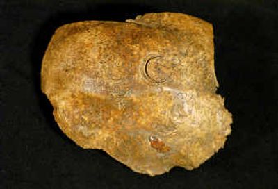 
In this photo released by the APVA Preservation Virginia, circular cuts in this skull fragment were made by the crown saw of a trepan tool in an attempt to relieve swelling caused by a fracture made by a blunt instrument, say researchers.
 (Associated Press / The Spokesman-Review)