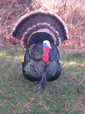 A wild turkey tom struts in a Spokane yard. (Steve Heaps)