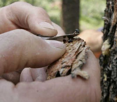 A mountain pine beetle is seen on the tip of forester Cal Wettstein's knife as he examines trees in the White River National Forest near Vail, Colo.
(The Spokesman-Review)