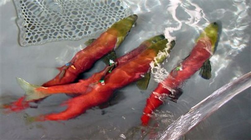 This 2000 file photo provided by the Idaho Department of Fish and Game shows adult sockeye salmon, in spawning red colors, swimming in Idaho Department of Fish and Game's Eagle Fish Hatchery in Eagle, Idaho. Fisheries biologists say strategies used to bring back from the brink of extinction a population of central Idaho sockeye salmon have been so successful they could be used as a blueprint to prevent other extinctions. (AP / Idaho Department of Fish & Game)