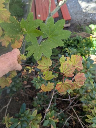 Trees have taken a beating in the extreme heat and erratic fall weather of the last few years. Here two sets of vine maple leaves from different trees about 30 feet apart show a marked difference in size even though they grow in the same condition. The smaller reddish leaves are on a tree that is more exposed to the weather and may have suffered bud damage.  (Pat Munts/For The Spokesman-Review)