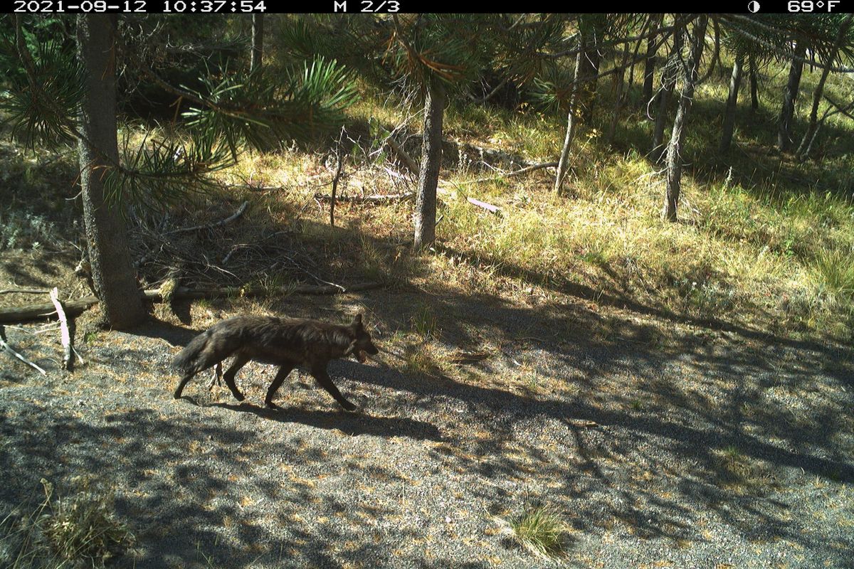 A wolf walking through a gravelly clearing is caught on an Idaho Department of Fish and Game motion-triggered trail camera image on Sept. 12, 2021.  (Courtesy IDFG)