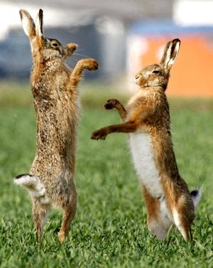 **CORRECTS SPECIES TO HARES ** Hares  fight on a field near Frankfurt, central Germany, on a warm and sunny Thursday, March 25, 2010. Sinking temperatures and rain are forecasted for the next days all over Germany. (Michael Probst / Associated Press)