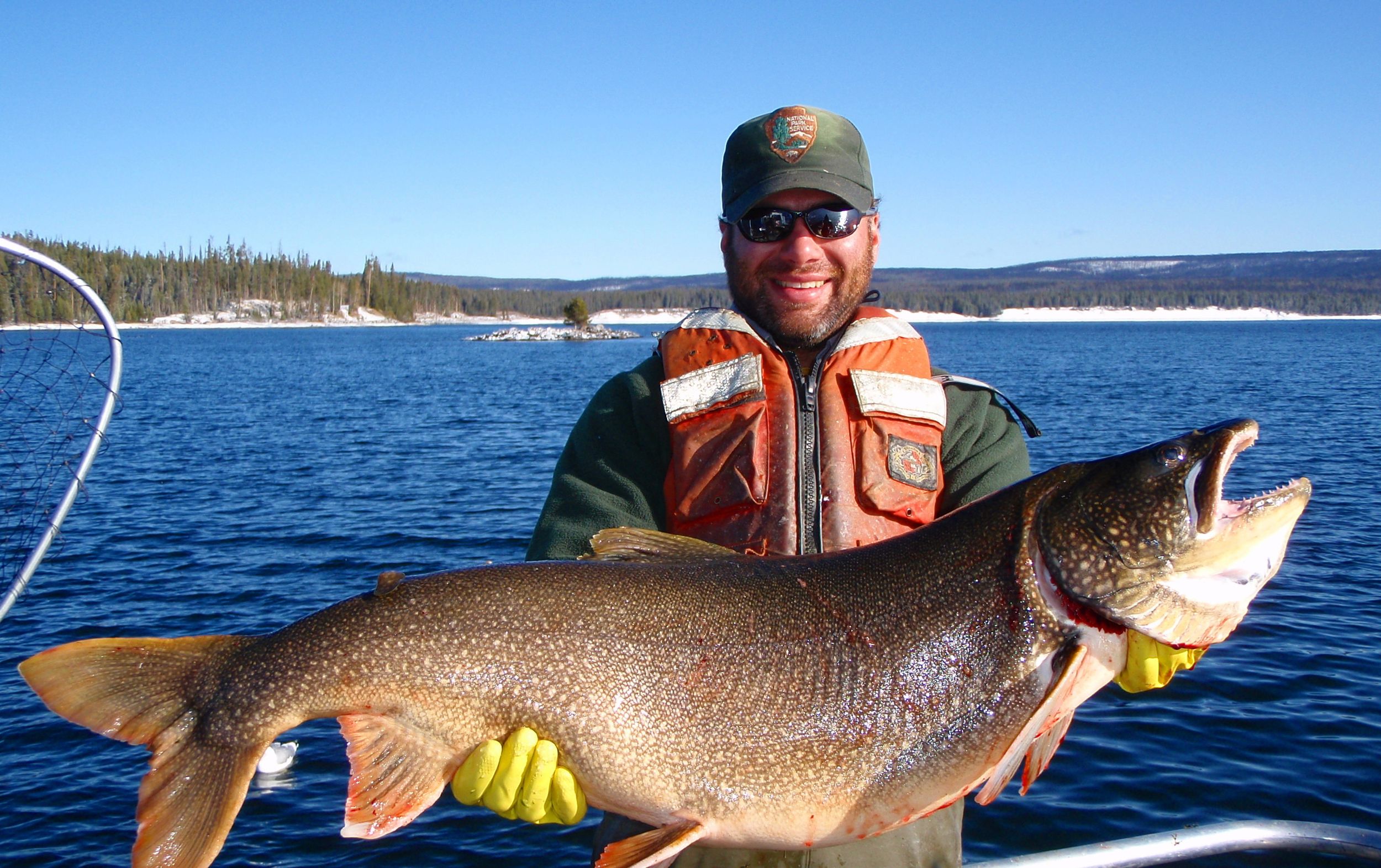 Invasive Yellowstone trout in decline The SpokesmanReview