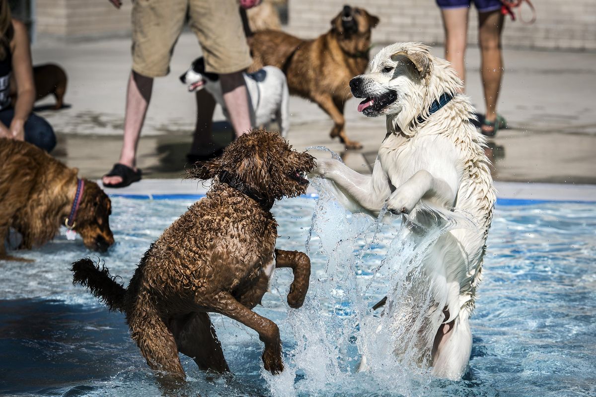 Lilly-Bee, a goldendoodle, left, and Jasper, a golden retriever, play in the cool water of Comstock Pool during the annual Doggie Dip, Sunday, Aug 27, 2017. Sponsored by the Spokane Parks and Recreation and in partnership with SpokAnimal C.A.R.E. the event helps raise funds for the High Bridge Dog Park. Other city pools will have Doggie Dip events taking place throughout the week. (Colin Mulvany / The Spokesman-Review)
