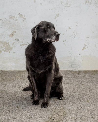 Bo is a senior Labrador that needs a home. He is seen at Spokane County Regional Animal Protection. (Karen Fosberg / Special to The Spokesman-Review)