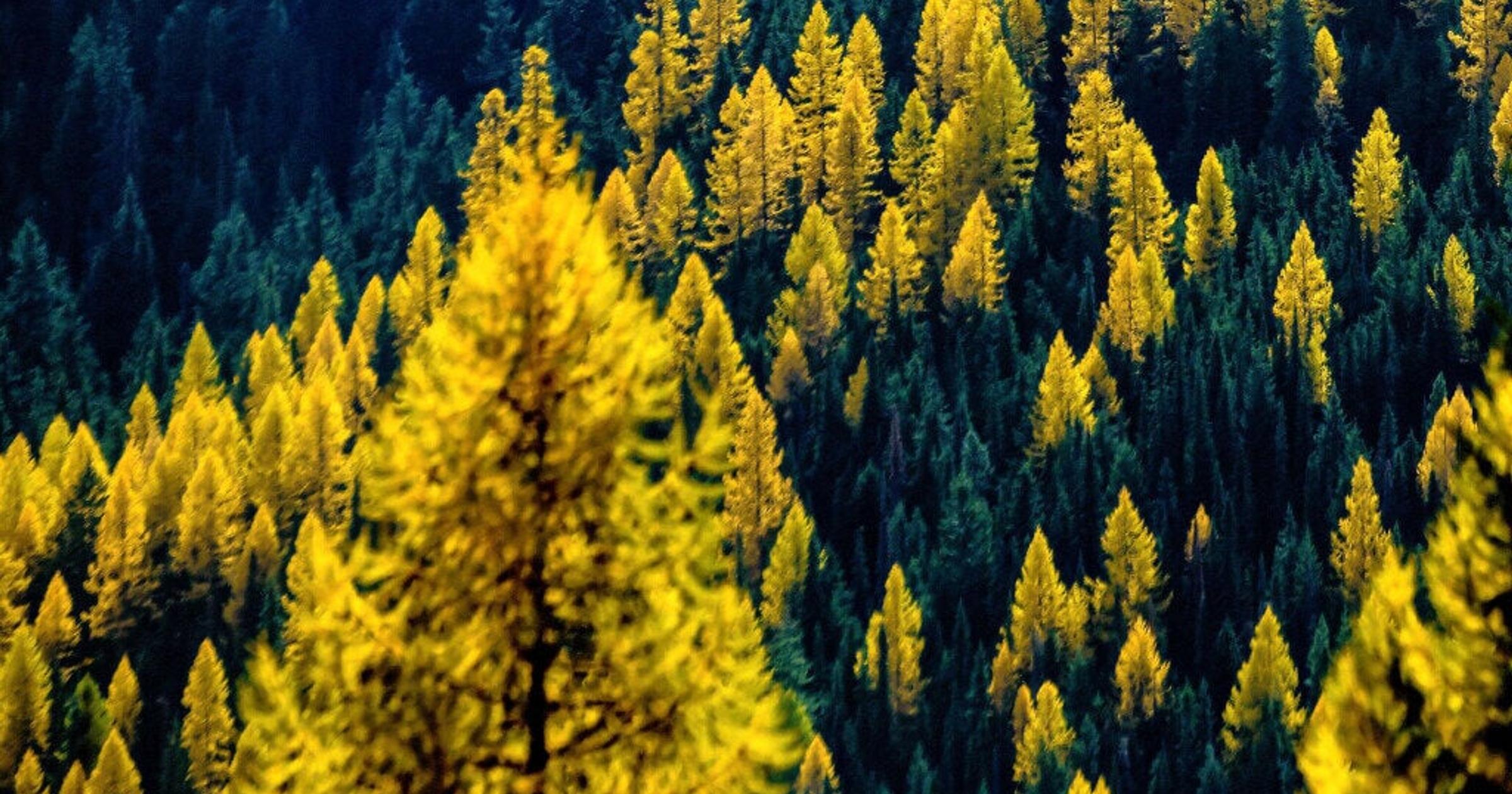 After wildfire, off-the-radar Cascades larch trail is ready for ‘Larch Madness’
