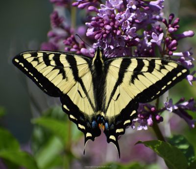 A tiger swallowtail butterfly rests among lilac blooms in Nine Mile Falls earlier this week.  (Angela Roth/Courtesy)