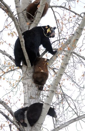 Roadside trunk show: A mother bear and her four cubs take refuge in a tree near U.S. Highway 93 just south of Whitefish, Mont., on Monday. The family of bears quickly drew a crowd as both sides of the highway were lined with parked cars and people who stopped to take photos. (Associated Press)