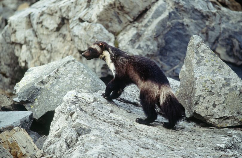 A wolverine is seen in Glacier National Park. The wolverine will not be gaining threatened-species status. (Associated Press)