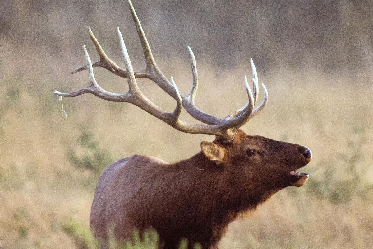 A bull elk tries to get the attention of a cow elk in this file photo from 2012. (Larry Beckner / AP)