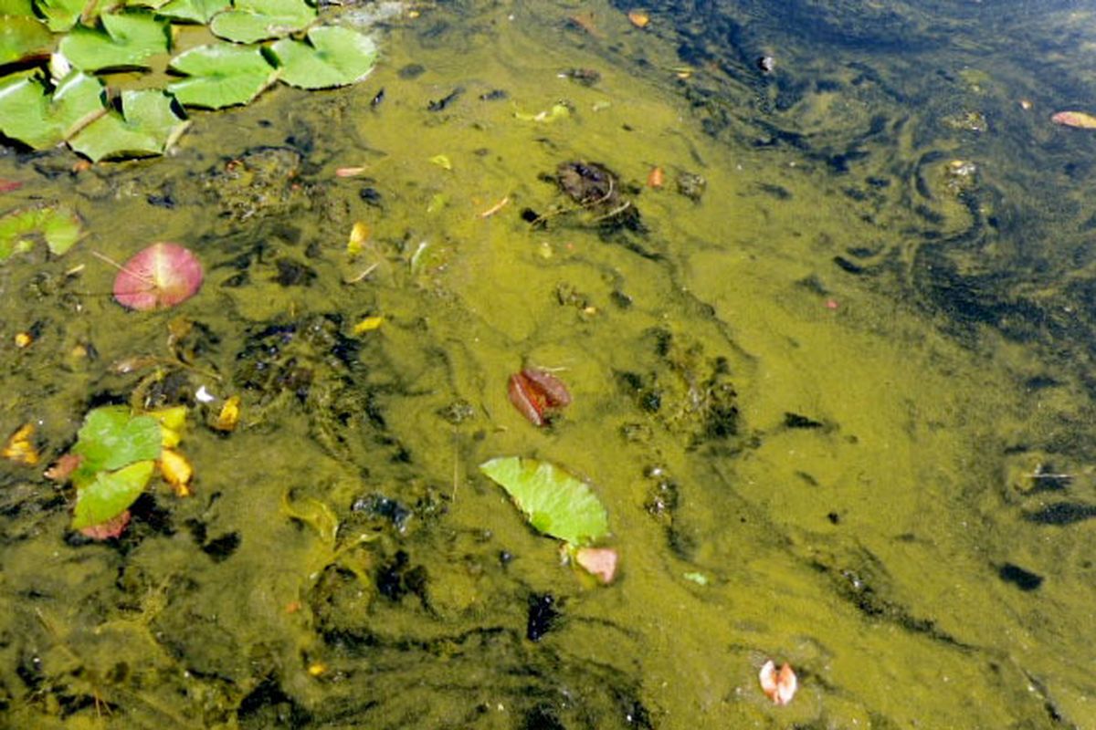 Strands of blue-green algae are growing in the shallows of Fernan Lake, a small but popular lake east of Coeur d’Alene, this summer.