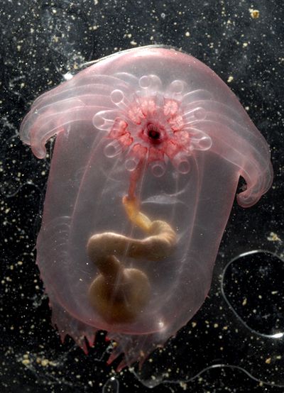 This undated photo released by Census of Marine Life and the Woods Hole Oceanographic Institution shows a transparent sea cucumber, Enypniastes, creeping forward on its tentacles  while sweeping detritus-rich sediment into its mouth at 9,000 feet below the surface in the Gulf of Mexico.  Associated Press/Larry Madin (Associated Press/Larry Madin)