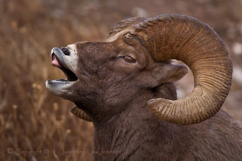 A bighorn sheep ram curls its lips to collect more sensory information as it seeks receptive ewes during the late November-December breeding season in Montana. (Jaime Johnson)