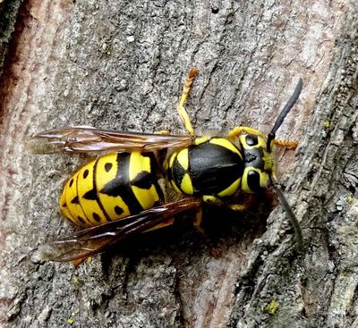 A yellow jacket queen devoted to a nest won’t look for trouble. (Terry Gray photo)