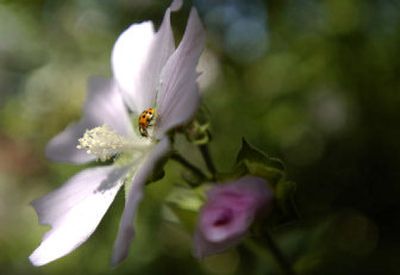 
A ladybug feasts on aphids on a tree mallow's blossom at Hangman Valley Garden and Nursery.  Ladybugs keep spider mites in check as well. 
 (Holly Pickett / The Spokesman-Review)