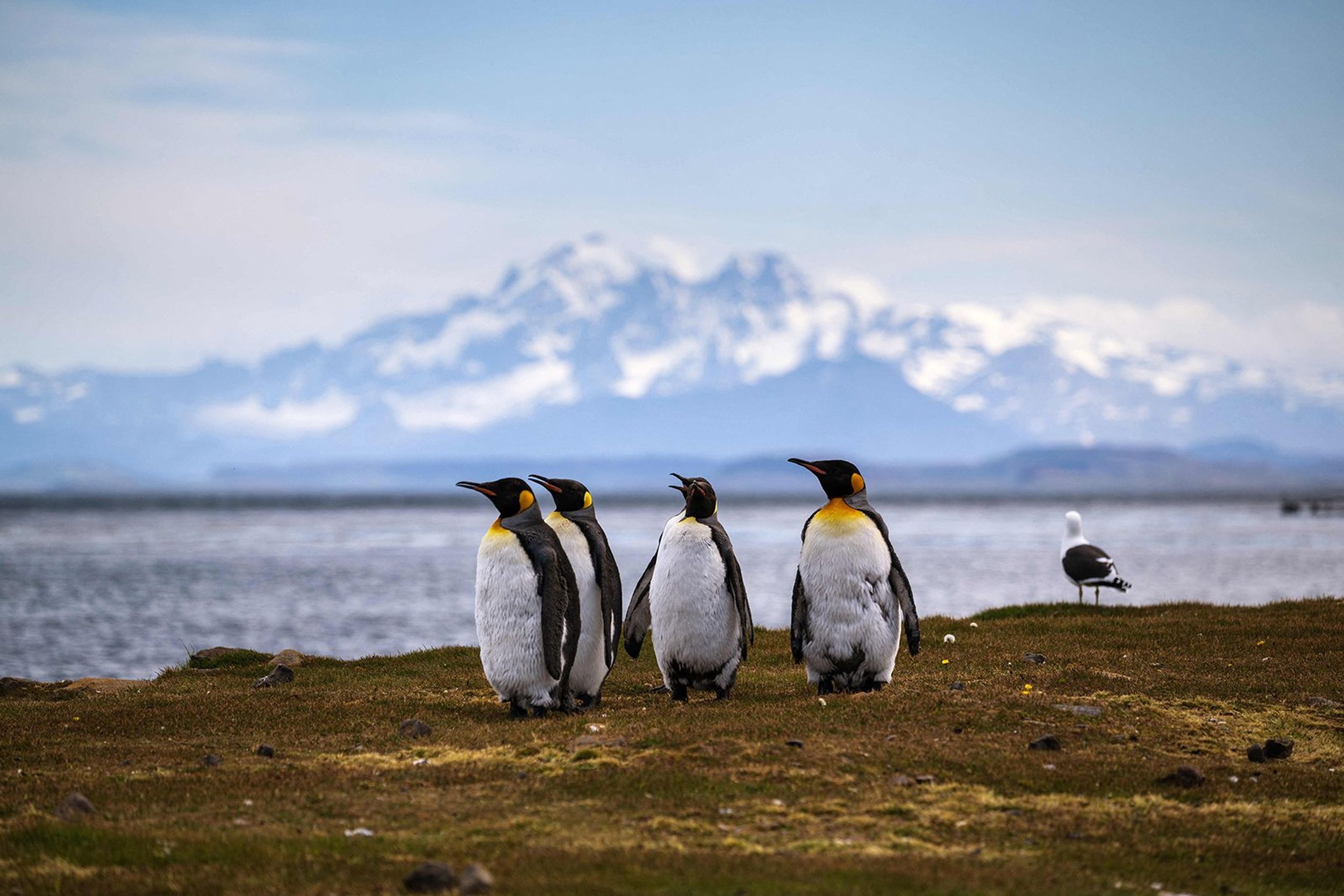 Record Sea Ice Melt In Antarctica Doomed Thousands Of Penguin Chicks To ...