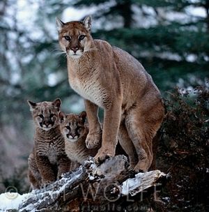 Research shows nonselective, heavy hunting--like with WA's boot hunt--leads to increased kitten mortality and potentially increased problem animals. The conversation must continue to find the best solution for cougars and people. 
 (Art Wolfe )