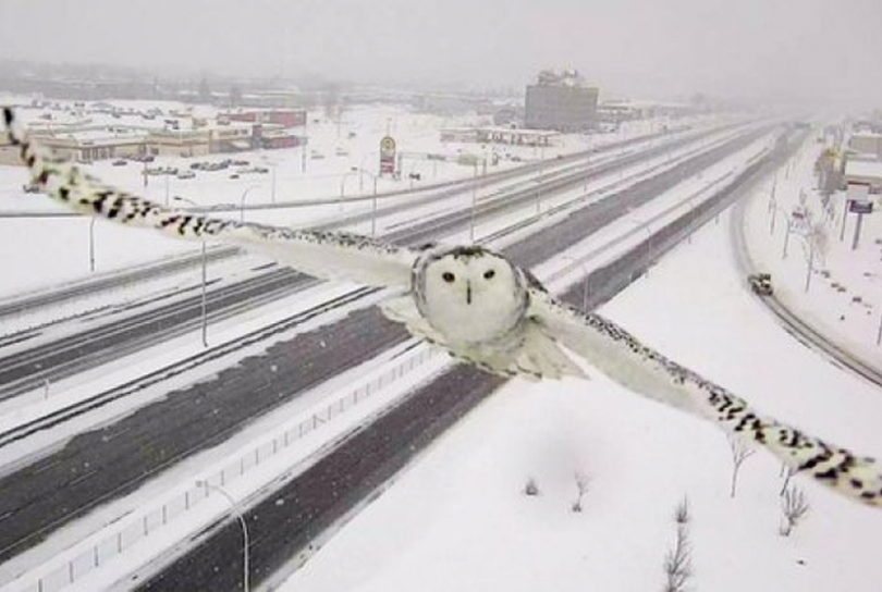  A snowy owl image is captured on Jan. 3, 2016, by a traffic web cam overlooking Highway 40 in Montreal. (Transport Quebec)