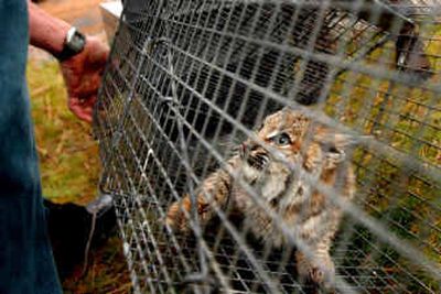 
David M. Nelson, of Idaho Fish and Game, takes a look at a young bobcat that was caught in front of Davis Donuts in Coeur d'Alene on Monday. 
 (Kathy Plonka / The Spokesman-Review)
