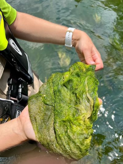 A mat of benthic green and blue-green algae is removed from the bottom of the Shenandoah River’s North Fork in the Eastern United States, collected during a harmful algal bloom. The algae is appearing in the Columbia River and has been associated with several dogs’ deaths in recent years. (U.S. Geological Survey)