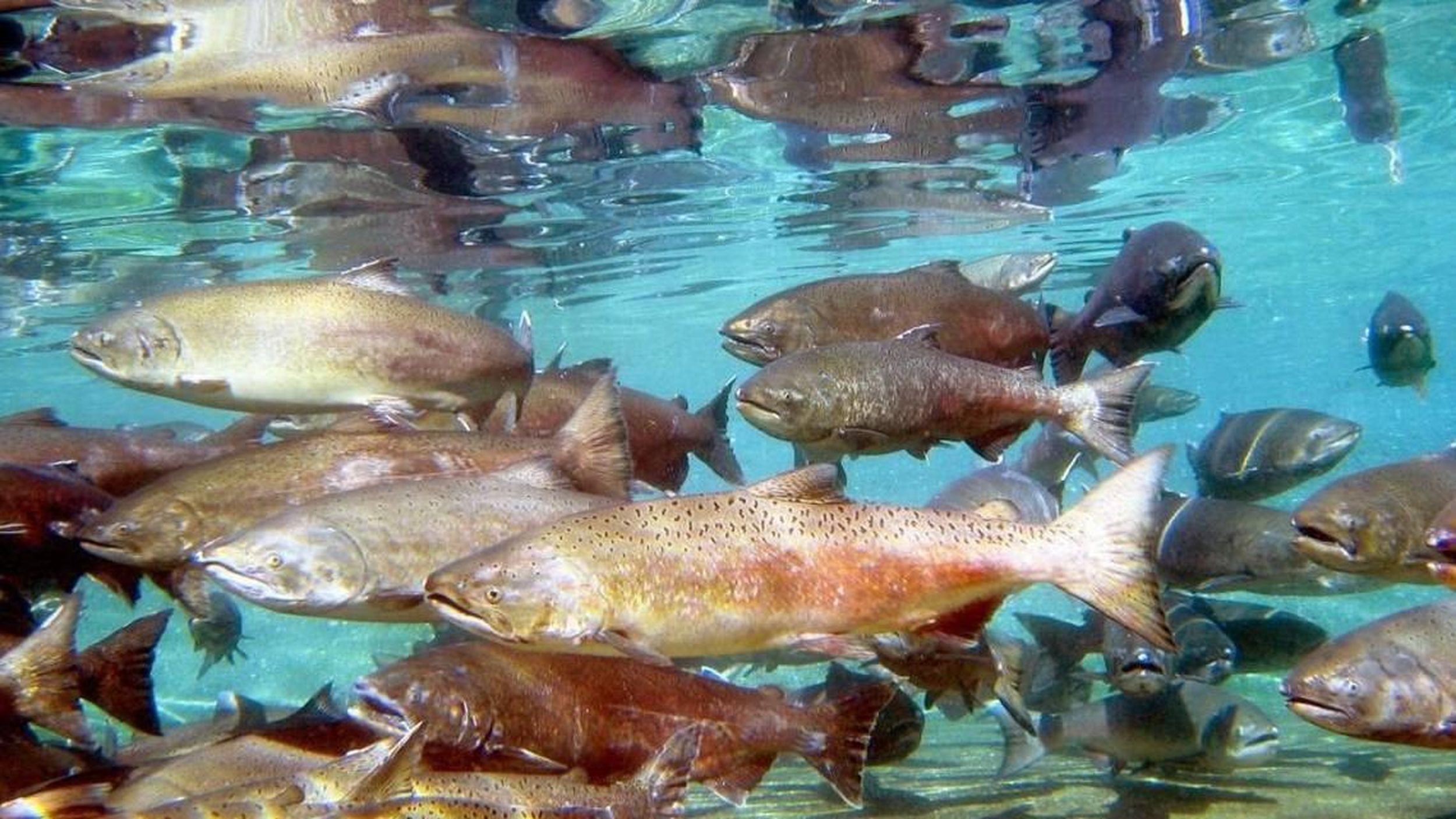 Symphony of the salmon How scientists are learning by putting fish