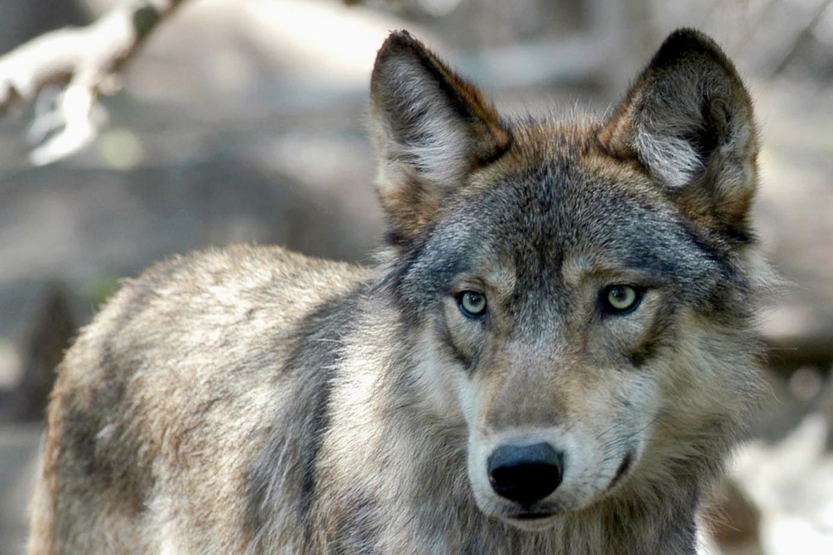 This July 16, 2004 photo shows a gray wolf at the Wildlife Science Center in Forest Lake, Minn. President Joe Biden