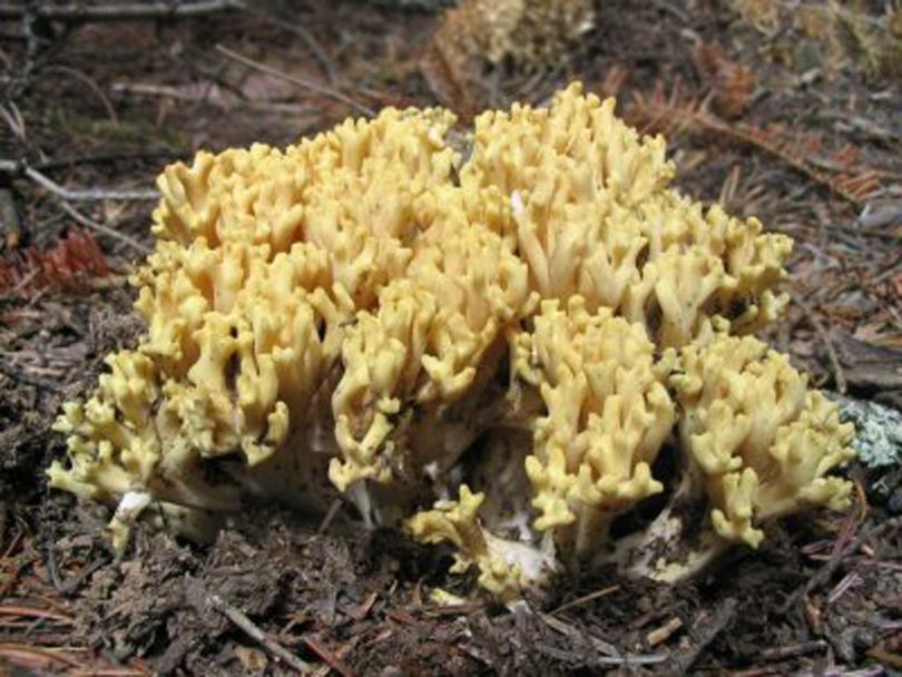 Ramaria rascilaspora, or Yellow Coral Photos courtesy of Lynda Foreman (Photos courtesy of Lynda Foreman / The Spokesman-Review)
