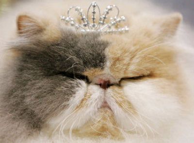 
Your cat may rule the house, but insist it use a litter box. 
 (File/Associated Press / The Spokesman-Review)