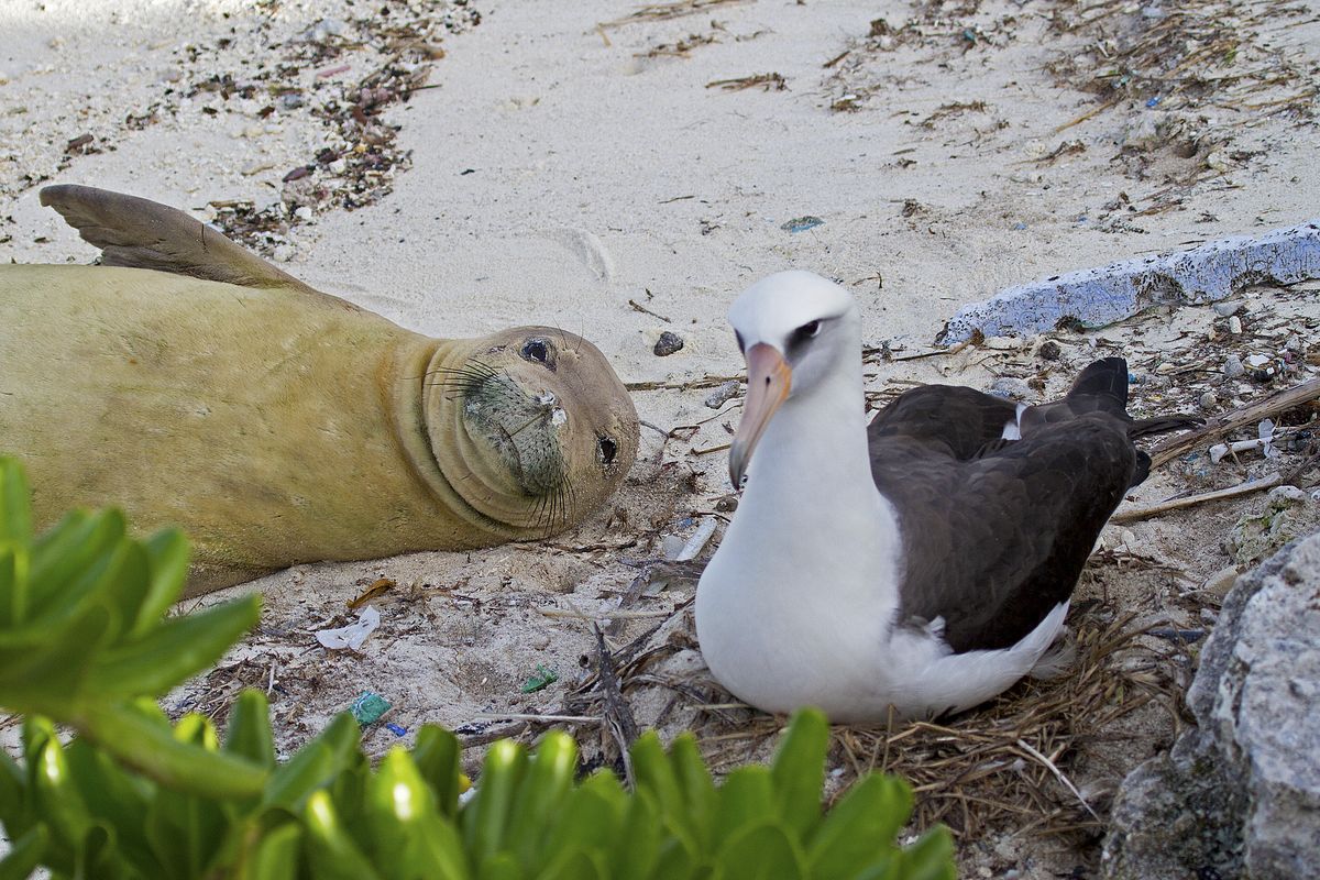 Endangered monk seal and Laysan albatross.  (Dan Clark / U.S. Fish and Wildlife Service)