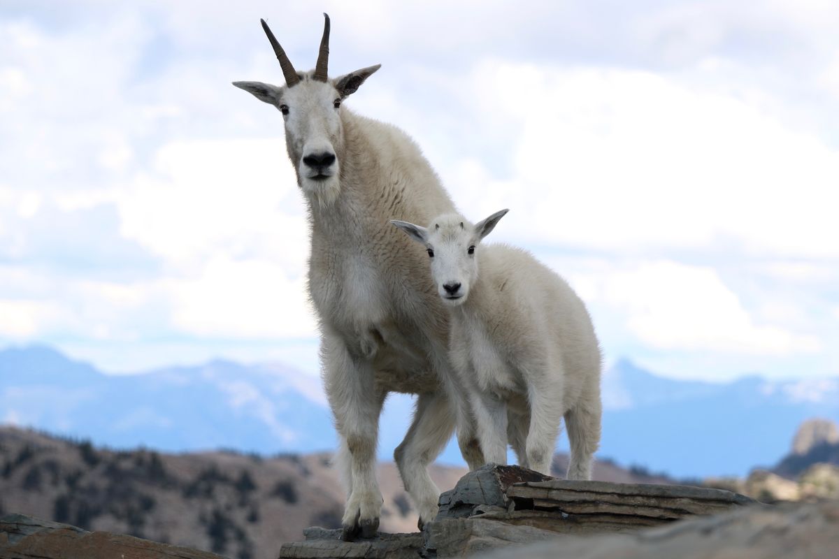 Friends of the Scotchman Peaks Wilderness 2016 photo contest winner Leslie Keibert kept her proper distance when she caught these two mountain goats with her telephoto lens on Scotchman Peak. (Leslie Keibert)