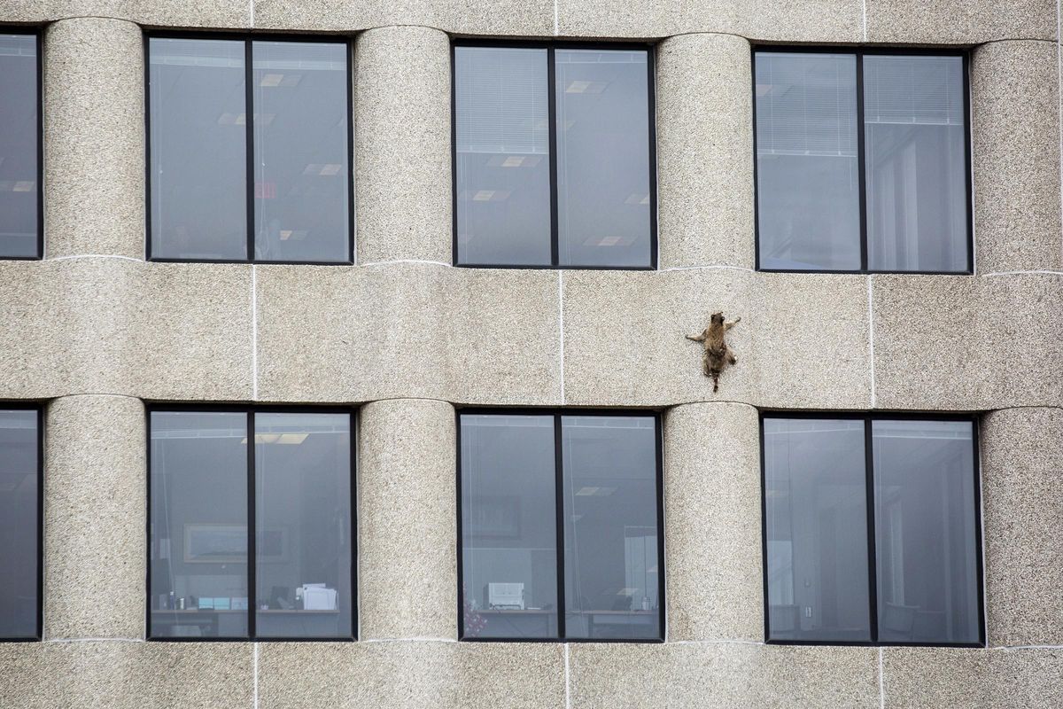 A raccoon scurries up the side of the UBS Tower in St. Paul, Minn., on Tuesday, June 12, 2018. (Evan Frost / AP)