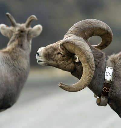 These bighorn sheep were in mating season in mid-November near the confluence of the Snake and Grande Ronde rivers.  (File Associated Press / The Spokesman-Review)