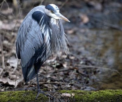 A heron stands patiently while watching for a meal at the Sugar Hollow Wetlands on Friday, Jan. 10, 2020, in Bristol, Va. The water level in the wetlands was low on Friday, but will probably rise with the predicted rain and storms for the weekend. (David Crigger / Associated Press)