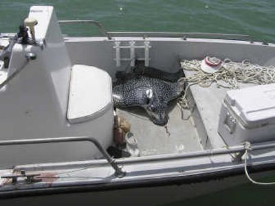 
The spotted eagle stingray which killed a Michigan woman who was vacationing in Florida is seen in this photo released Thursday by the Monroe County, Fla., Sheriff's Department. Associated Press
 (Associated Press / The Spokesman-Review)