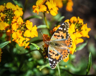 A painted lady butterfly lands on flowers at the All Saints Community Garden in Spokane in 2019.  (DAN PELLE/THE SPOKESMAN-REVIEW)
