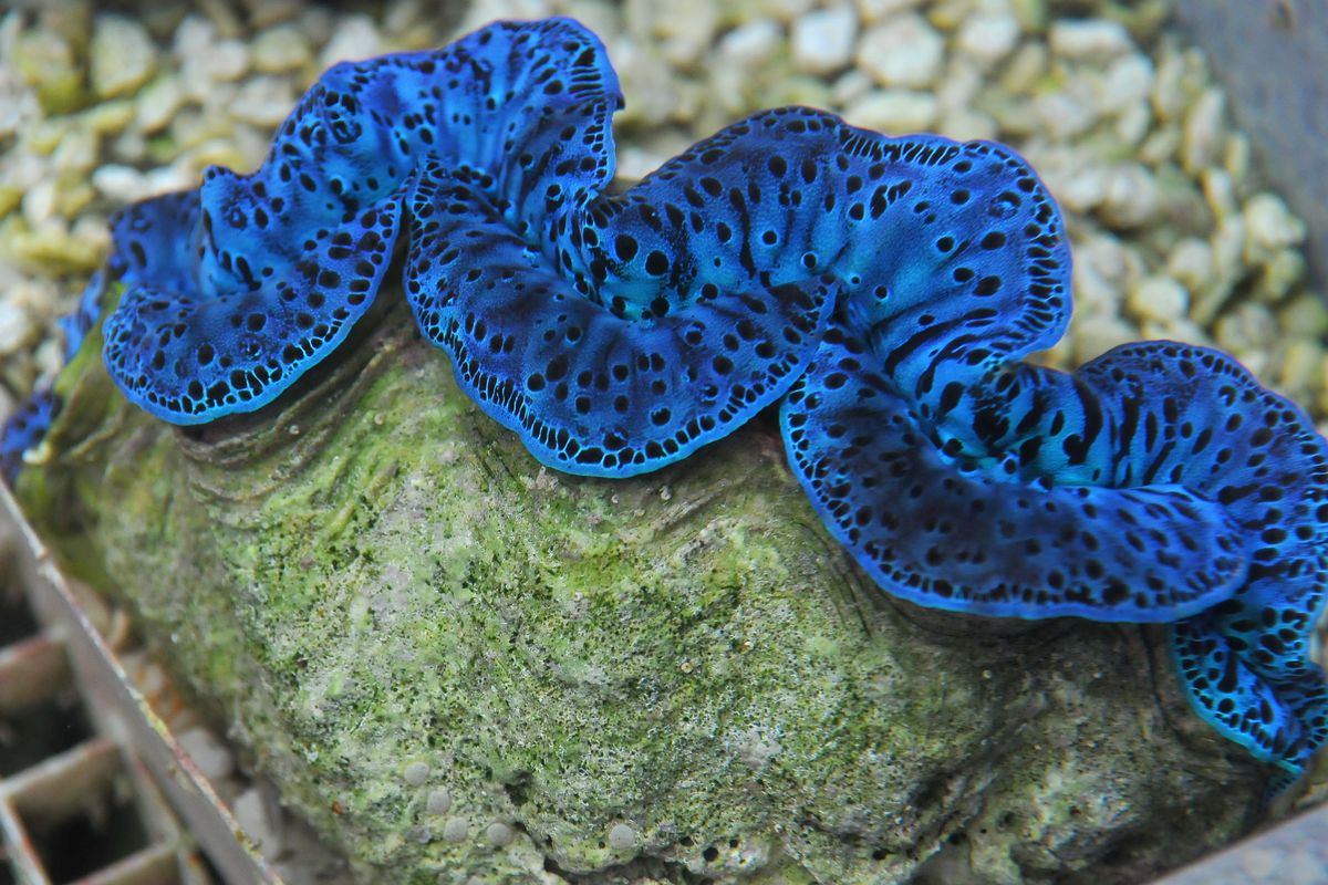The brilliant blue mantle, the lip-like protrusion of a giant clam, is extended from the clam