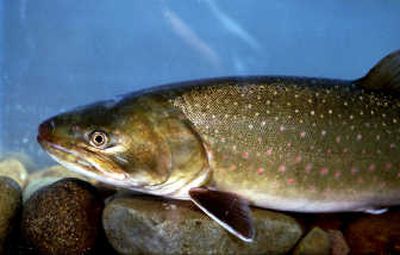 
Bull trout were listed under the Endangered Species Act in 1998.
 (File / The Spokesman-Review)